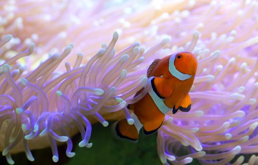 Clown fish in coral reef Australia