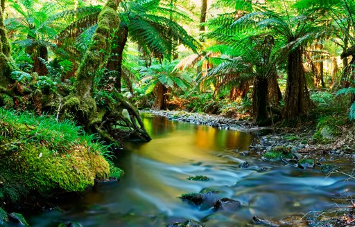 River overhung by tall palms in the Daintree forest in northern Queensland, Australia