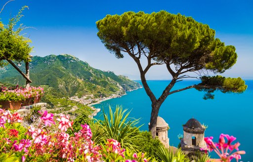 and olive tree on the hills of capri with the perfect view of the ocean where it seems fleets of superyachts cruise while on their italy yacht charter vacation