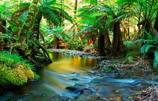 rainforest in Australia